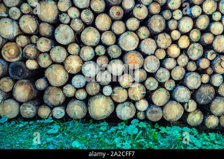 Pile di alberi abbattuti, registri delle Dolomiti italiane, Canazei, Italia Foto Stock