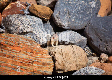 Scoiattolo striado poggia su una formazione di roccia nel Parco Nazionale di Banff durante il giorno in Alberta Canada Foto Stock