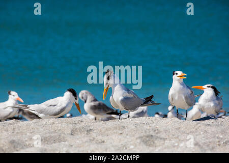 Stormo di Royal Terns in cerca di cibo e pesce lungo una spiaggia bianca di Sanibel Island in Florida in una giornata di sole Foto Stock