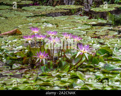 Water Lilies famiglia Nymphaeaceae in Napoli Orto Botanico di Napoli Florida negli Stati Uniti Foto Stock