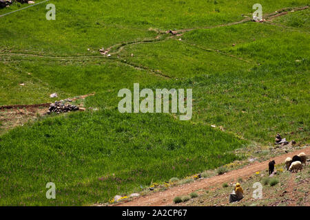 Shepherd guarda le sue capre pascolare in un piccolo appezzamento di prateria situato in un'oasi desertica nella valle di Erfoud, in Marocco Foto Stock