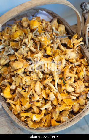 Cantharellus cibarius. Cesto di Scottish Girolle funghi. Golden finferli su display a Daylesford autunno mostra. Cotswolds, REGNO UNITO Foto Stock