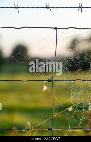 Coperti di rugiada spider web su un filo spinato nelle prime ore del mattino. Regno Unito Foto Stock