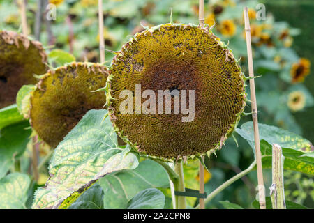 Helianthus annuus. Trascorso il girasole in un giardino inglese che è andato a seme. Regno Unito Foto Stock