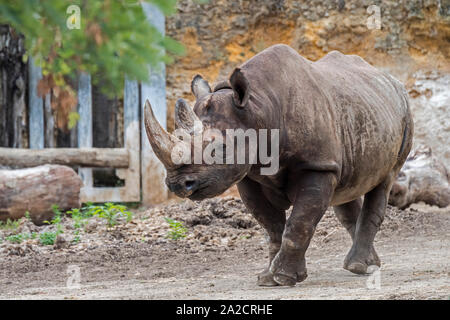 Rinoceronte nero / nero / rhino gancio a labbro rinoceronte (Diceros simum) in zoo, nativo per l'Africa orientale e australe Foto Stock