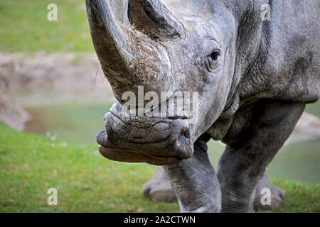 Primo piano di una testa di rinoceronte, un animale potente Foto Stock