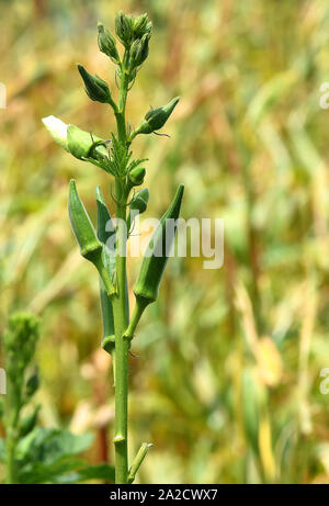 Dita della donna, Finger della donna, Okras del ladyfinger sulle piante di okra; okra o okro (dito delle Signore) conosciuto in molti paesi come dita delle Signore o ocro. Foto Stock