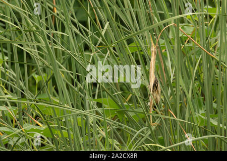 Un maschio piccolo bittero (Ixobrychus minutus) vicino al santuario degli uccelli di Nal-sarovar Gujarat, India Foto Stock