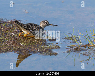 Tringa flavipes in Alaska Foto Stock