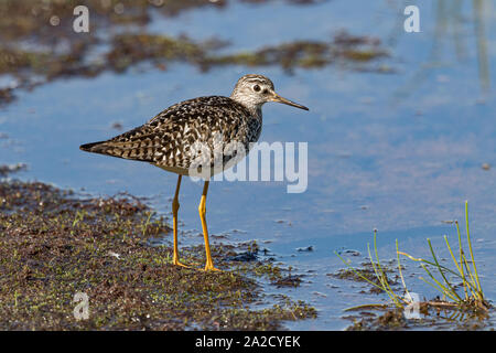 Tringa flavipes in Alaska Foto Stock