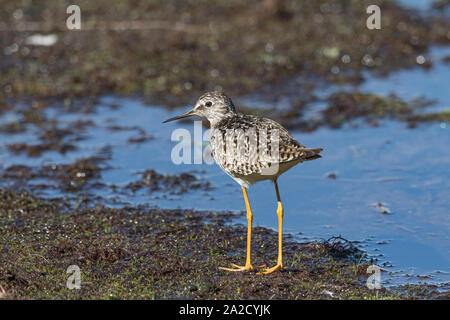 Tringa flavipes in Alaska Foto Stock