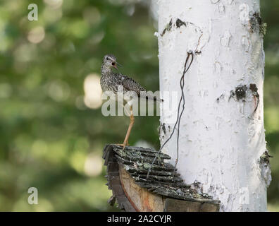 Tringa flavipes in Alaska Foto Stock