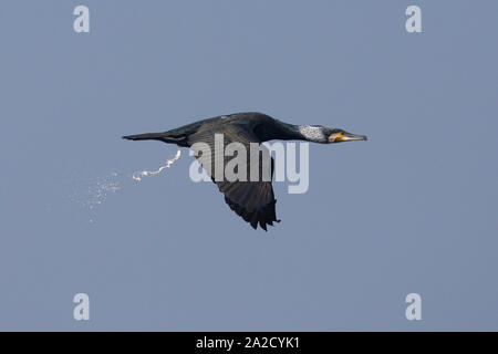 Cormorano (Phalacrocorax carbo) in volo Foto Stock