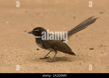 Fantasma a macchie bianche (rhipidura albicollis albogularis) a Gandhinagar, Gujarat, India Foto Stock