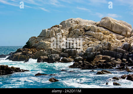 Colonia del Sud Americana dei leoni di mare (Otaria flavescens) poggiante su rocce costiere, Patagonia, Cile, Sud America Foto Stock