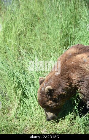 Katmai National Park, Alaska. U.S.A. Giugno 26-28, 2019. Coastal orso bruno #856 è di circa 13 anni il cinghiale e il più dominante recare presso Brooks Falls. Foto Stock