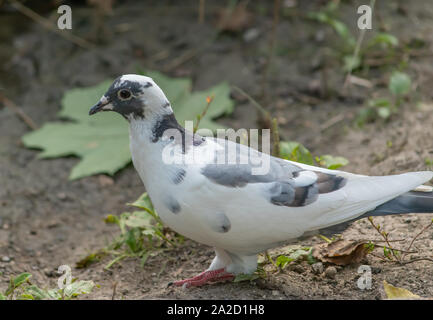 Piccione bianco Foto Stock