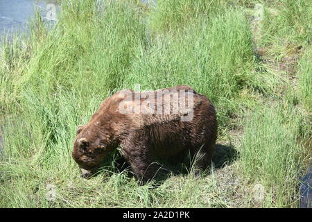 Katmai National Park, Alaska. U.S.A. Giugno 26-28, 2019. Coastal orso bruno #856 è di circa 13 anni il cinghiale e il più dominante recare presso Brooks Falls. Foto Stock