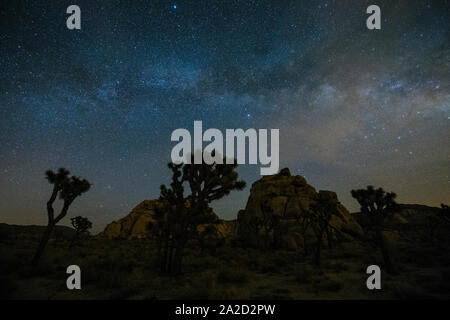 Alberi di Joshua (Yucca brevifolia) nel deserto sotto le stelle di notte, CALIFORNIA, STATI UNITI D'AMERICA Foto Stock