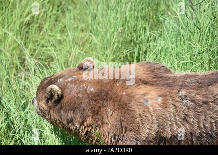 Katmai National Park, Alaska. U.S.A. Giugno 26-28, 2019. Coastal orso bruno #856 è di circa 13 anni il cinghiale e il più dominante recare presso Brooks Falls. Foto Stock