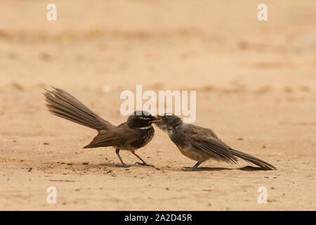 Fantasma bianco (rhipidura albicollis albogularis) che alimenta i suoi giovani a Gandhinagar, Gujarat, India Foto Stock