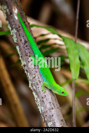 Verde su gecko La Digue Island, Seicelle Foto Stock