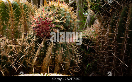 Barrel cactus con picchi di rosso e fiore Foto Stock