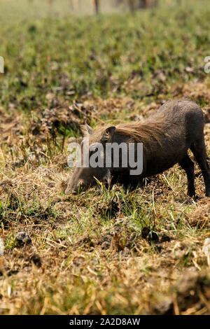 Warthog comune (Phacochoerus africanus) in Busanga Plains. Parco Nazionale di Kafue. Zambia Foto Stock