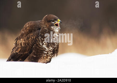 Selvatica comune poiana, Buteo buteo, stridio con becco aperto mentre è seduto sulla neve in inverno. Feroce predatore di uccelli chiamando nel deserto. Anim Foto Stock