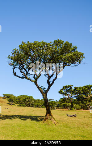 Il vecchio albero di alloro in Fanal, Isola di Madeira, Portogallo. Fanal si trova nell'altopiano di Paul da Serra circondata dalla Foresta Laurissilva. Patrimonio naturale. Fotografato in una limpida giornata di sole. Foto Stock