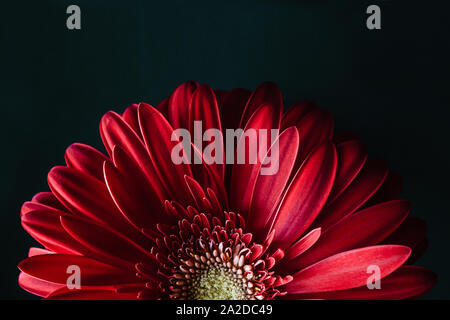 Rosso gerbera daisy flower chiudere su sfondo scuro Foto Stock