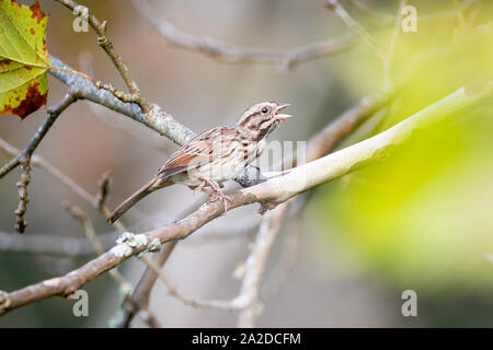 Un songbird riposa nella luce del mattino. Foto Stock