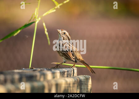 Un songbird riposa nella luce del mattino. Foto Stock