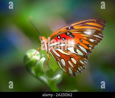 Un Golfo Fritillary Butterfly atterra su un petalo di foglia in un giardino nel cortile a Fort Lauderdale, FL. Il golfo Fritillary ha bellissimi colori e contrassegni. Foto Stock