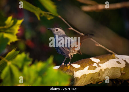 Un songbird riposa nella luce del mattino. Foto Stock