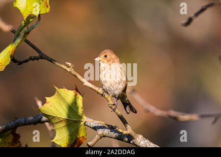 Un songbird riposa nella luce del mattino. Foto Stock