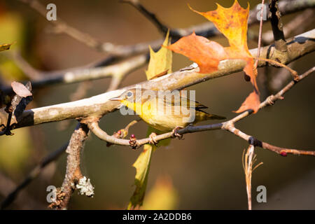 Un songbird riposa nella luce del mattino. Foto Stock