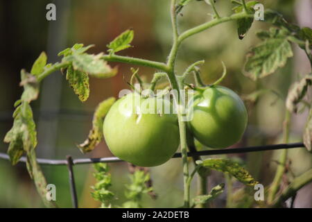 Pomodori verdi appeso sulla vite in attesa di maturare. Foto Stock