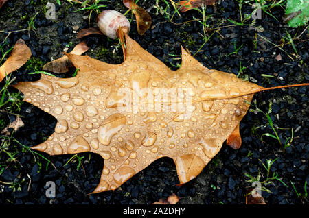 Foglie di quercia con gocce di acqua sul terreno in autunno Foto Stock