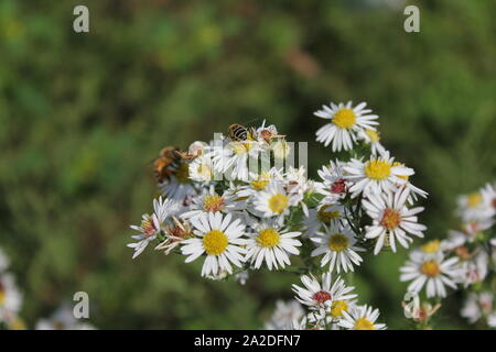 Due api mellifere impollinatori daisy bianco fiori. Foto Stock