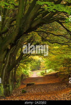 Alberi a sbalzo formano un tunnel naturale su Otley Chevin in autunno, con la prima luce del giorno illuminando le foglie e percorso. Foto Stock