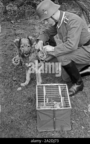 Ein Unteroffizier der Heeres Brieftauben Anstalt in Berlin Spandau setzt einen Hund als Transportmittel für die Tauben ein, Deutschland 1930er Jahre. Un caporale dell'Heeres Brieftauben Anstalt utilizzando un cane come trasportatore di piccioni viaggiatori, Germania 1930s. Foto Stock