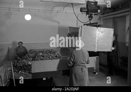 Ein Mitarbeiter bringt eine neue Ladung Tabakblätter für die Herstellung von Zigaretten in der Zigarettenfabrik Kyriazi ad Amburgo, Deutschland 1930er Jahre. Un membro del personale portando un nuovo carico di foglie di tabacco per la produzione di sigarette al Kyriazi fabbrica di sigarette a Amburgo, Germania 1930s. Foto Stock