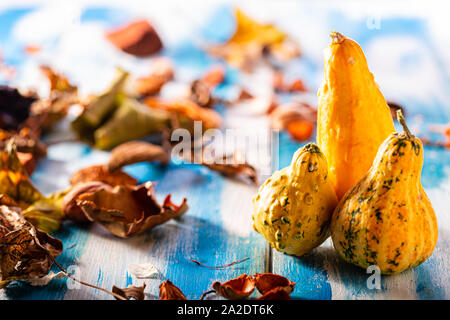 Zucche colorate. In autunno la verdura e la frutta. Colori dell'autunno. Piatti a base di zucca. Cibo vegetariano. Gustosi e sani. Piatto senza carne. Foto Stock