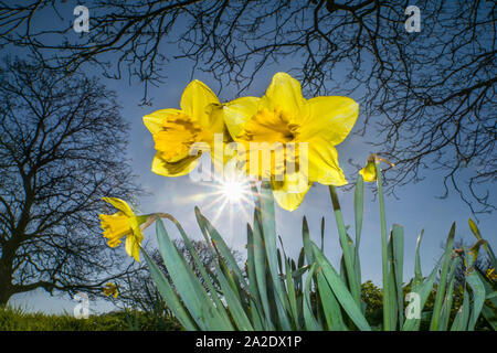 La molla narcisi Foto Stock