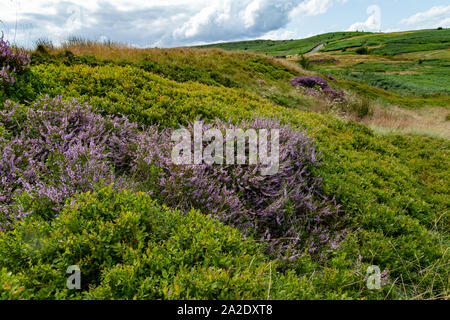 Heather e piante di mirtillo su Baildon Moor, Yorkshire, Regno Unito. Foto Stock