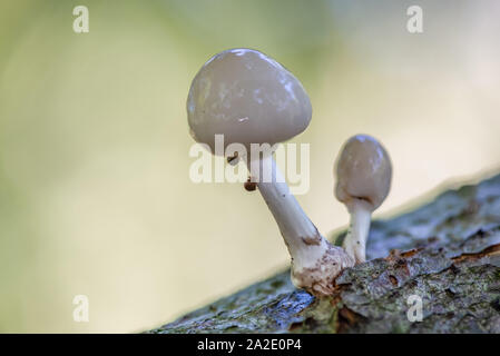 Close up di porcellana di funghi (Oudemansiella mucida) su un registro di quercia in una foresta in autunno Foto Stock