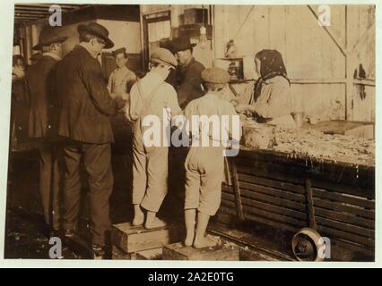 Otto-anno-vecchio Max, uno dei giovani raccoglitrici di gamberetti in Dunbar, Lopez, Dukate Company. Solo una piccola forza era lavorando quel giorno. Foto Stock