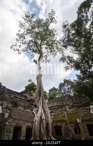 Alberi a ta prom Foto Stock