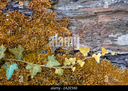 Moss ed edera close-up sulla superficie della struttura. Foto Stock